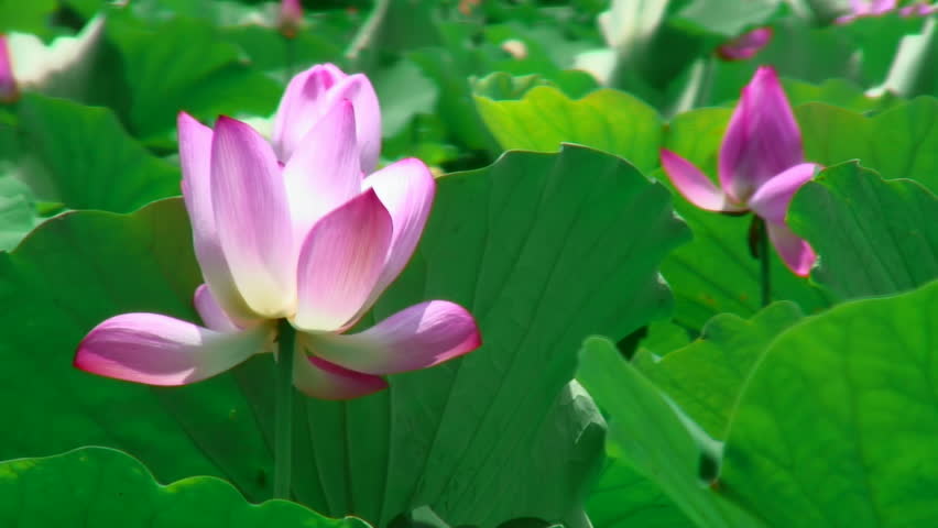 Pink lotus in gentle wind 