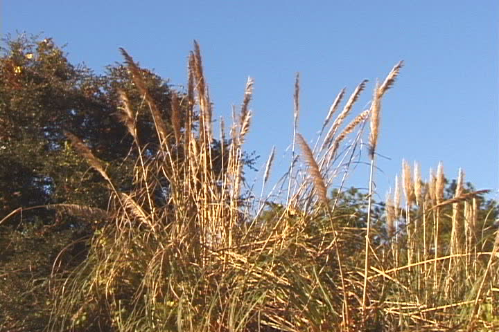 Sawgrass