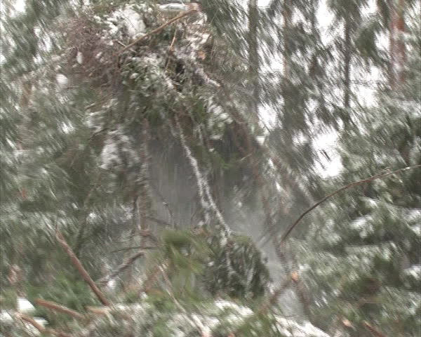 Tractor with crane unload trailer with fir branches twigs. Snowy winter forest management.