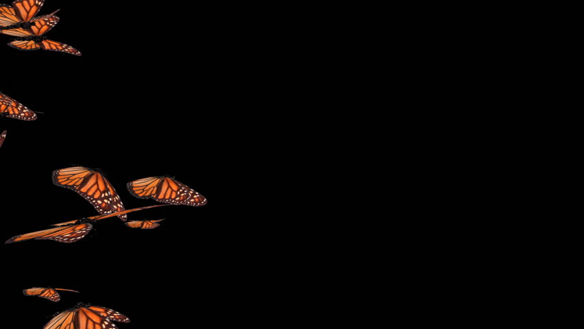 Monarch Butterly Swarm (HD).This is a complex animation made with hi res animated to resemble flying realistic butterflies.Wings not only flutter but bend as they stroke as if the wind was moving them