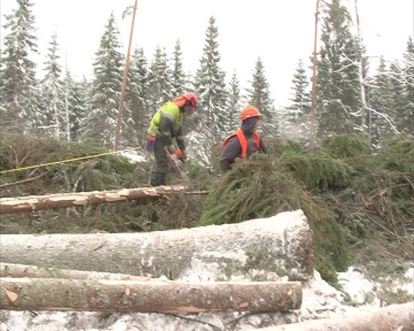 Uniformed wood choppers cut snow cover tree trunk and branches with petrol saw in winter. Forest care and management. Preparation of wood for fuel