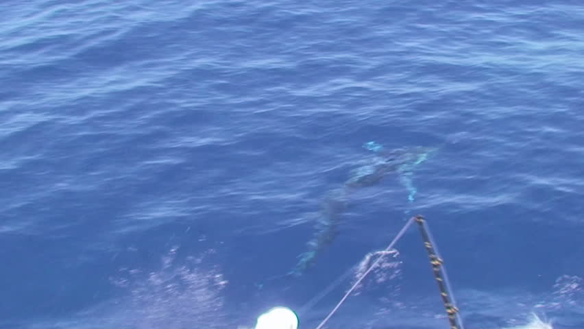 Sailfish jumping, sport fishing. Real sound with people shout.