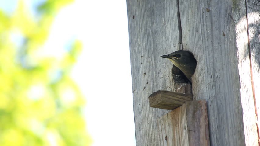 starling feed his nestling