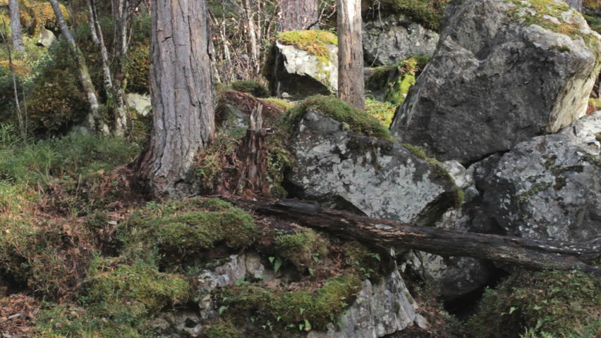 Pine Marten in woodland