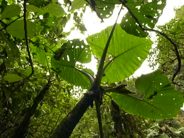 Pan from giant aroid (Xanthosoma) to waterfall in cloudforest
