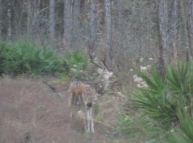 Axis buck stands proudly.