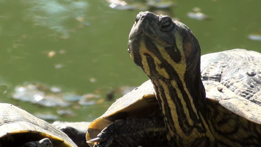 Chelonia mydas - Green turtle
