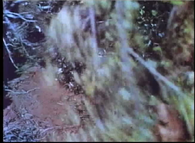 Man removing hidden ammunition box in bushes