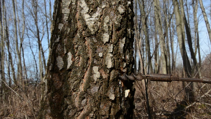 hammer in birch trunk wooden tap for sap