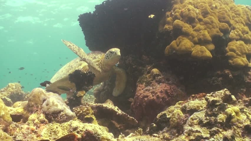 Green turtle swimming around corals
