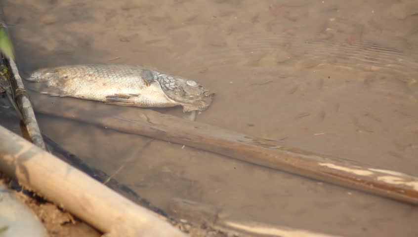 Dead fish on shore