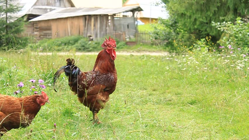 A rooster crowing