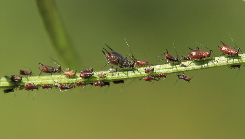 aphids on a plant
