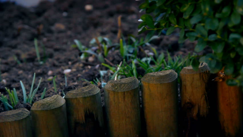 First spring snowdrops from fresh soil. Sunny day. EOS550D. HD1080p. Dolly shoot. 