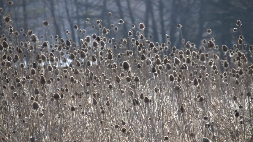 Wetland weeds in a field are gently swaying with the wind. (High Definition)
