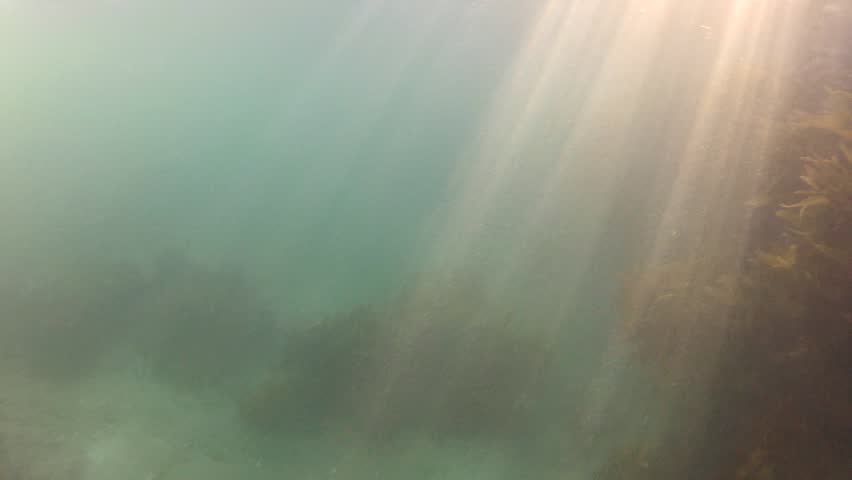 Mixture of bubbles and sunrays underwater
