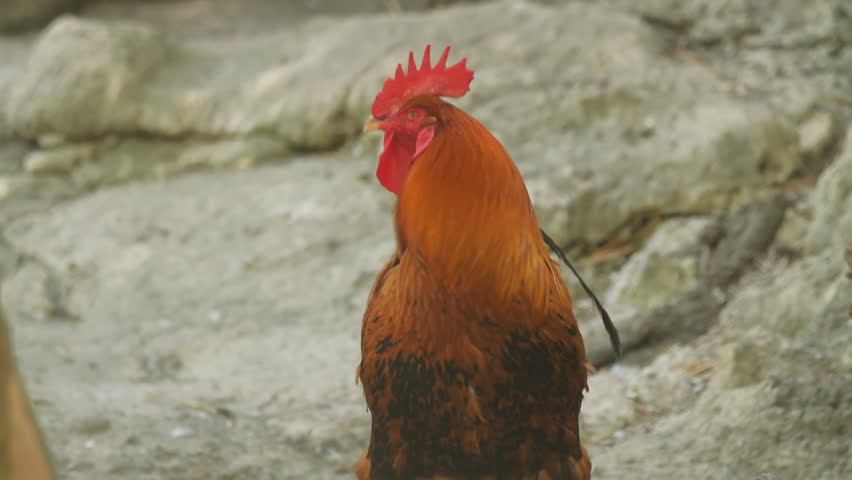 Rooster Crowing Two Takes (HD). Rooster Crowing with two takes for your use. Ambient audio included.