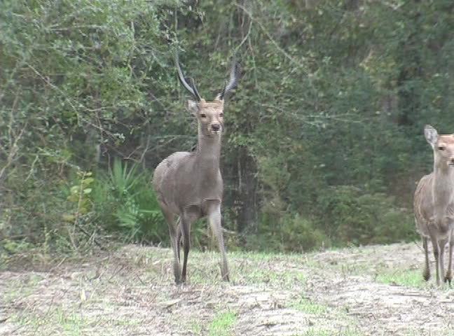 A sika buck and his family of does.