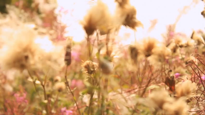 Parachute seeds are carried in the wind