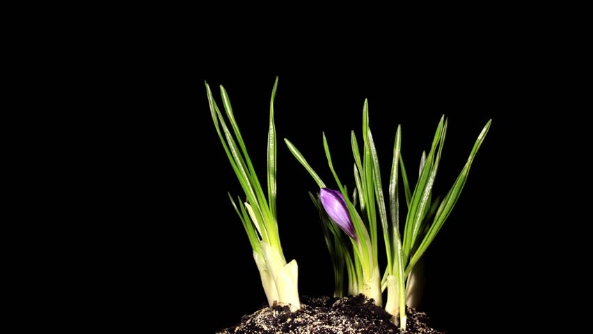 Growth of violet crocuses on the black background (crocus Remembrance) (Time Lapse)
