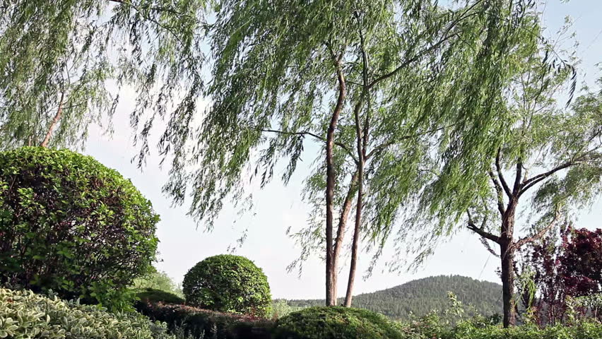 wind blows weeping willow, the weeping willow and other plants swing dramatically