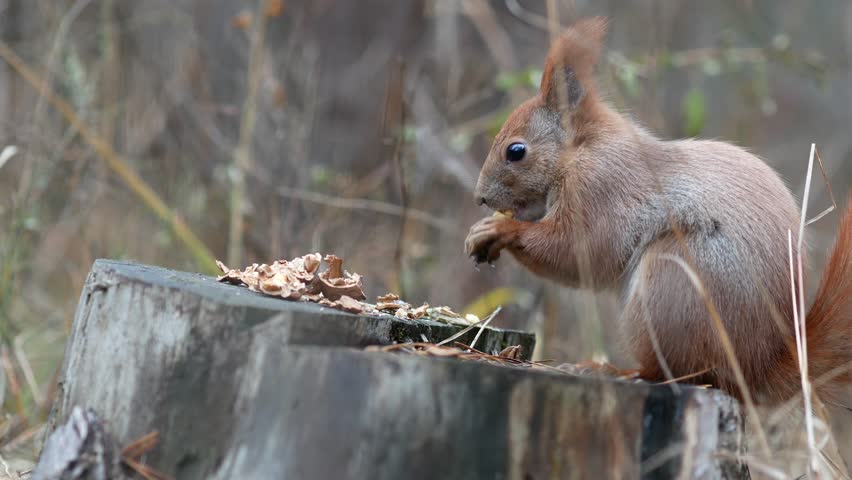 redsquirrel,(第2页)_大山谷图库