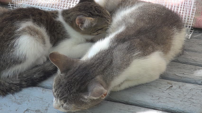 A mother cat feeding her kitten 