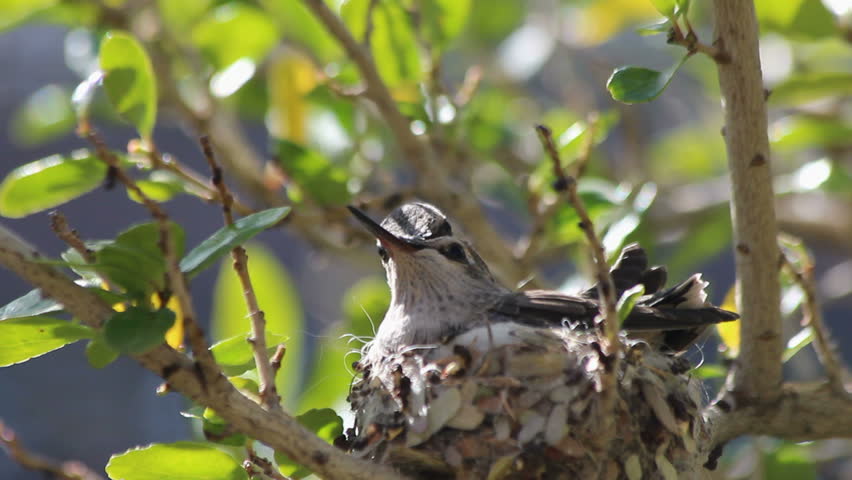 Hummingbirds raise their eyes, beaks, skyward, wait, impatiently, in nest for Mom to return with more food. 1080p