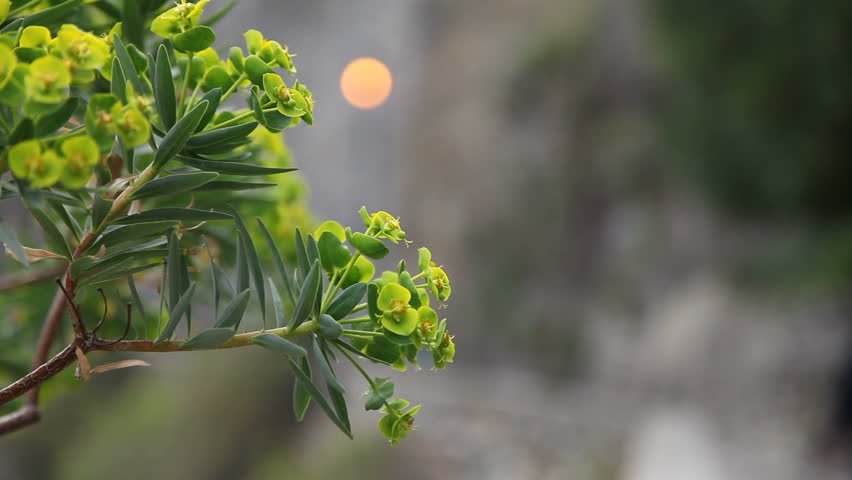 Tree bush in the wind