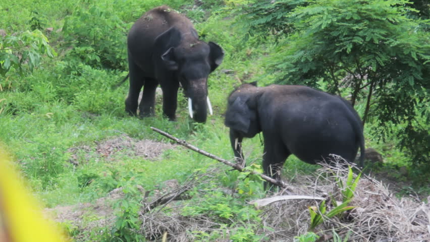young elephant
