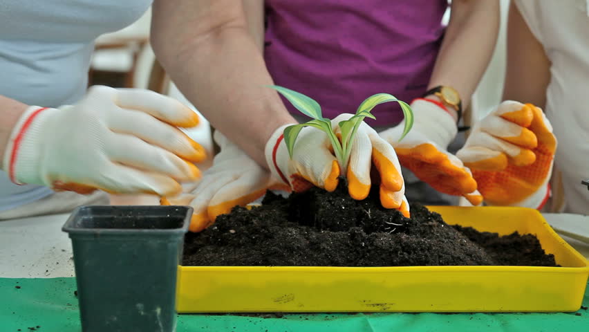 Close-up of plant replanting into a container full of soil
