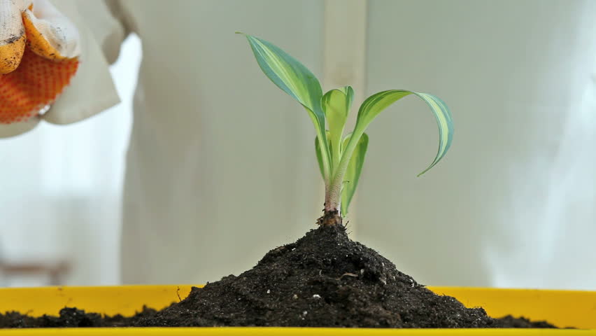 Close-up of a female planting a seedling and watering it
