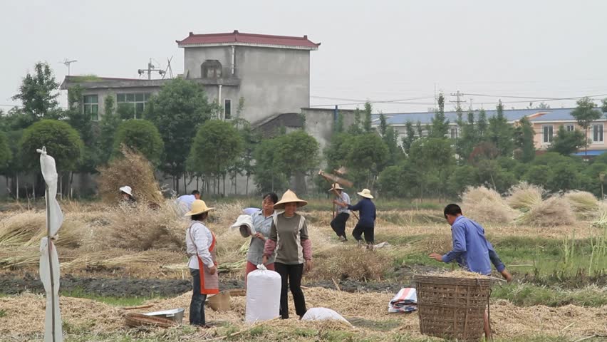 SHENZHEN, CHINA - CIRCA JUNE 2011: Chinese wheat farmers gathering and smashing wheat into a pile
