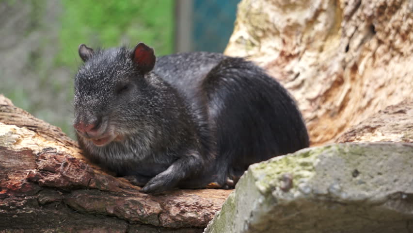 Common Agouti rodent which is related to the guinea pig laying around and lounging in the sun.