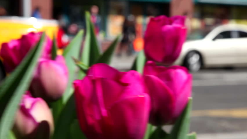 Purple Spring Tulips in New York City Park