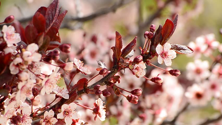 Cherry blossoms in spring on tree with breeze blowing