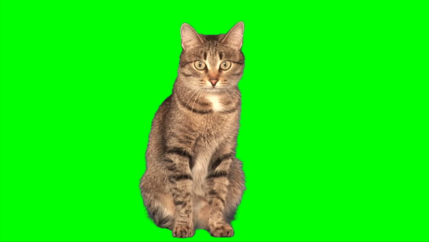 Grey stripy cat sits on green screen