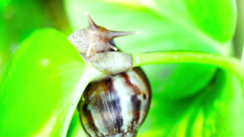Giant African Land Snail hanging on a leaf and moving towards the right side of the frame.
