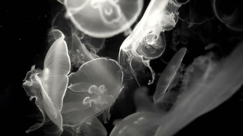 Undersea jelly fish