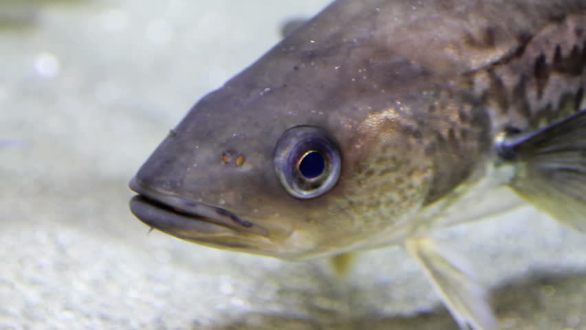 Salmon swimming