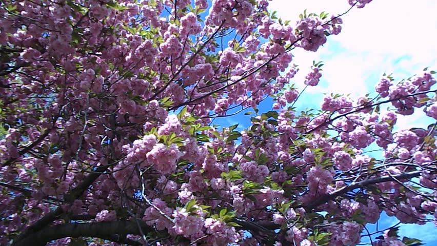 spring magnolia tree 
