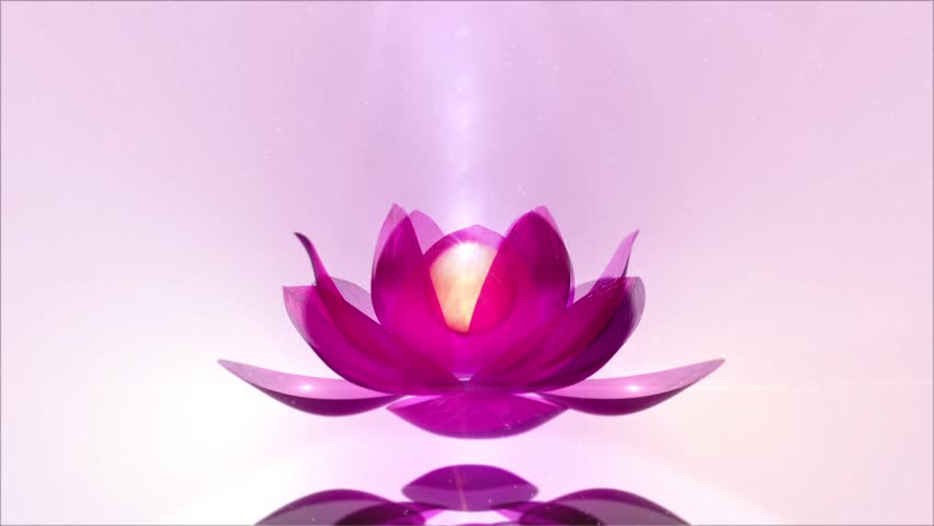Beautiful Lotus Blossom. Lotus Blossom Rotating In Shiny Scenery. Stock