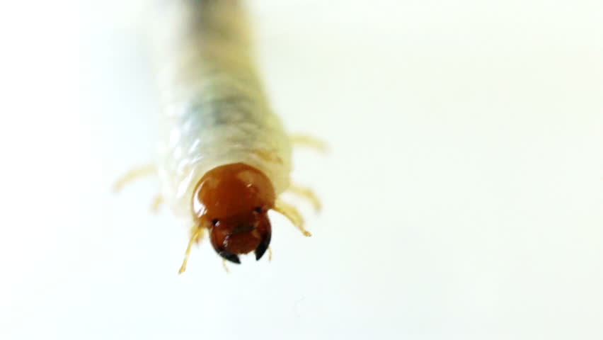 Frontal shot of June Bug larvae crawling with isolated background