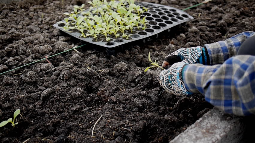 farmer planting vegetable