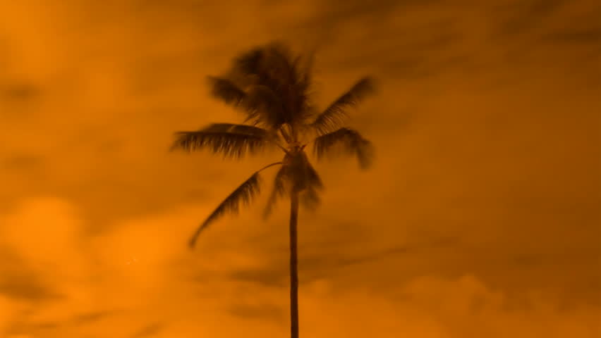 Palm Tree Golden Dream Time-lapse - A tropical palm tree in Hawaii sways against the trade winds at dawn. The long exposure time-lapse photography give the image a timeless, dream like quality.