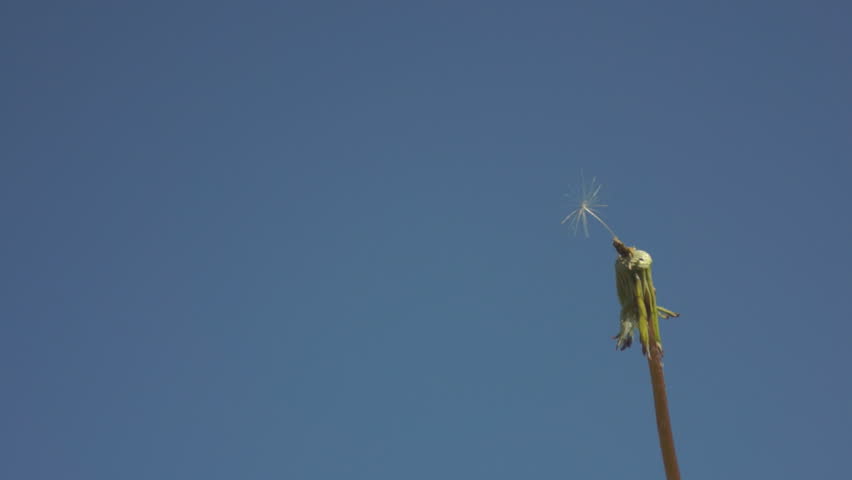 Dandelion stalk with one lonely seed left swaying in breeze