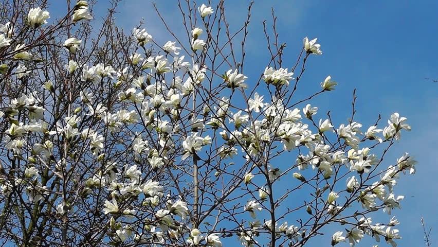 Magnolia tree
