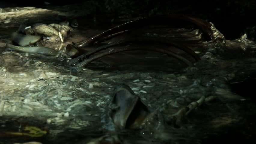 Imelapse of rotting carcass.