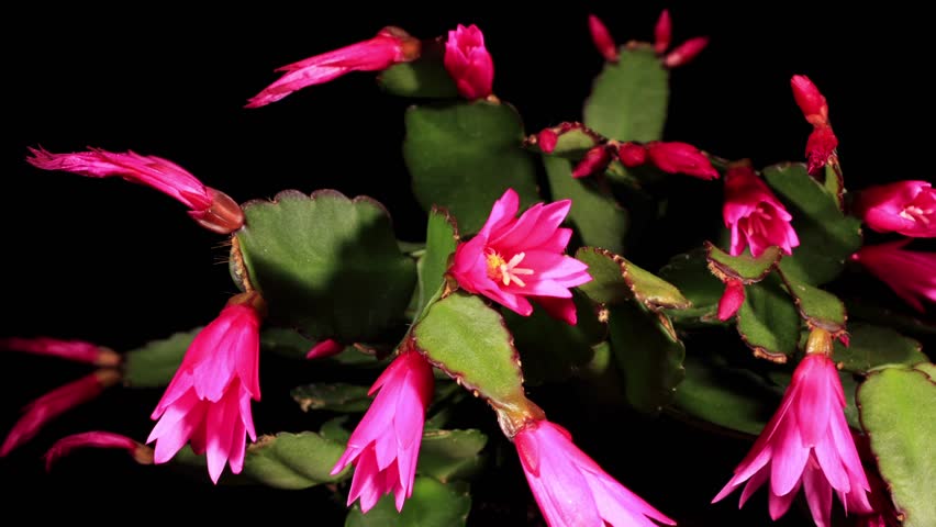 Epiphytic cactus bloom on the black background (Schlumbergera) timelapse
