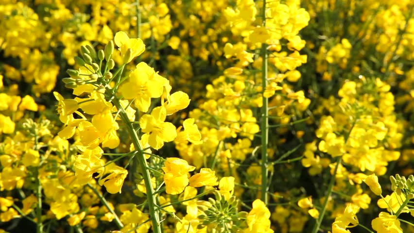 Rape seed field flowering
